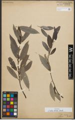Foto von Salix sericea Marshall